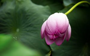 ハスの花